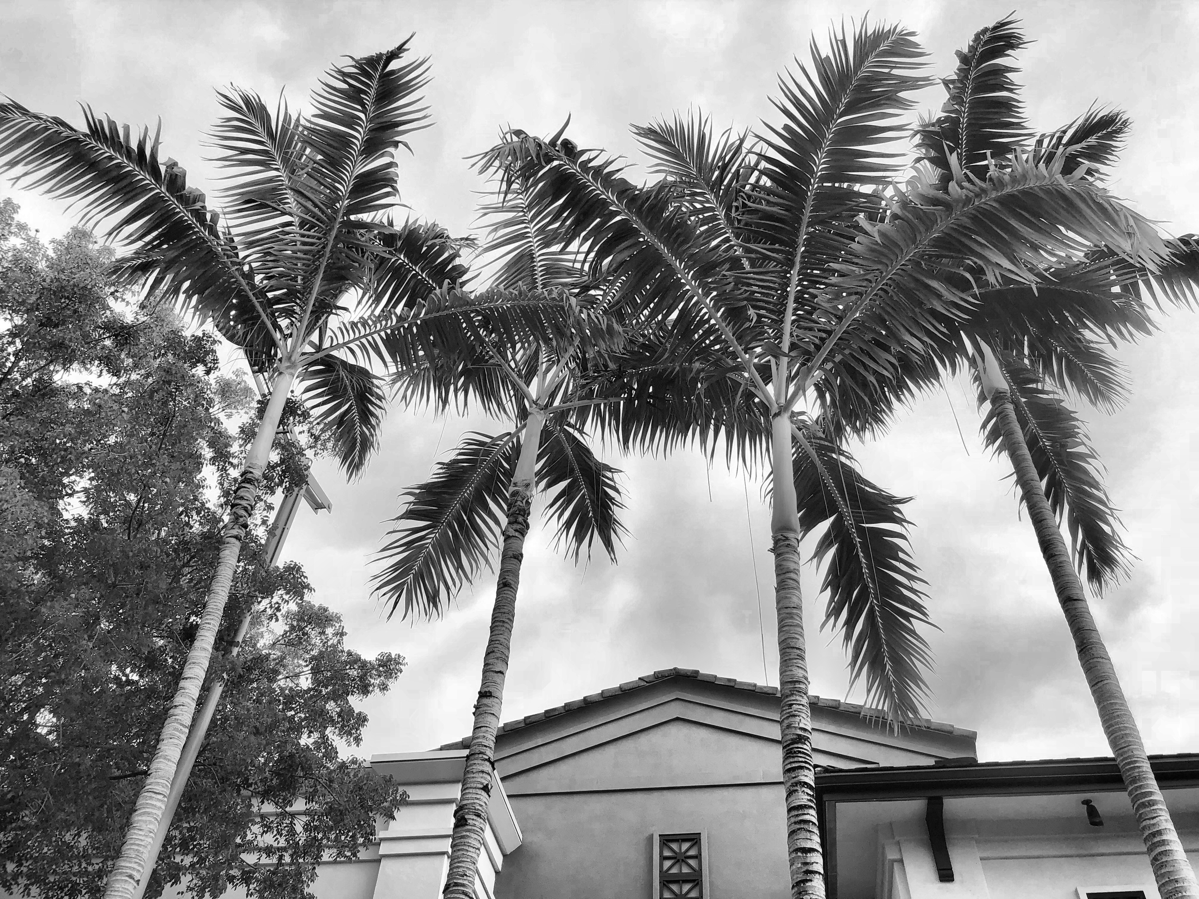 Palm trees at Brickell